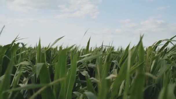 A field of young corn stalks blowing in the wind. Cloudy sky on the background. Farming beauty shot in Ukraine — Stockvideo