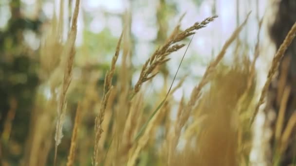 Nahaufnahme reifer Ähren auf einem Feld an bewölkten Tagen. Der Wind weht die Ähren des Weizens. Hintergrund der Reifung Ohren des gelben Weizenfeldes grünen Wald Hintergrund. — Stockvideo