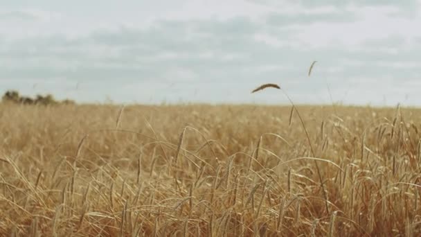 Reife Weizenstacheln auf einem Feld an bewölkten Tagen. Der Wind weht die Ähren des Weizens. Hintergrund der Reifung Ohren des gelben Weizenfeldes auf dem Sonnenuntergang bewölkt blauer Himmel Hintergrund. — Stockvideo