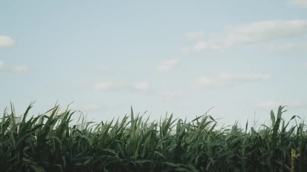 Поле молодих кукурудзяних стебел дме вітром. На задньому плані чисте небо. Краса сільського господарства в Україні — стокове відео