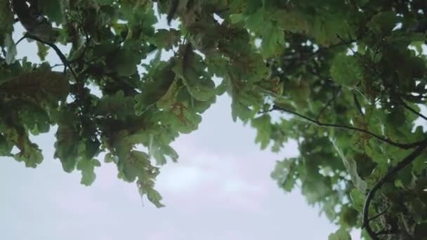 Close-up wind sways branches with oak leaves, blue sky on the background. — Vídeo de Stock