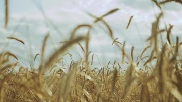 Nahaufnahme Reife Ähren auf einem Feld an bewölkten Tagen. Der Wind weht die Ähren des Weizens. Hintergrund der Reifung Ohren des gelben Weizenfeldes auf dem Sonnenuntergang bewölkt blauer Himmel Hintergrund. — Stockvideo