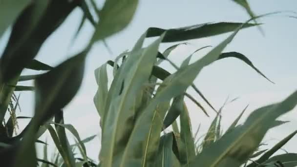 Close-up the wind shakes the young corn at sunny day. The wind shakes the corn leaves. — Stok video