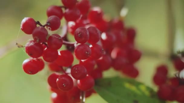 Guelder rose, Viburnum opulus, ώριμα κόκκινα μούρα closeup — Αρχείο Βίντεο