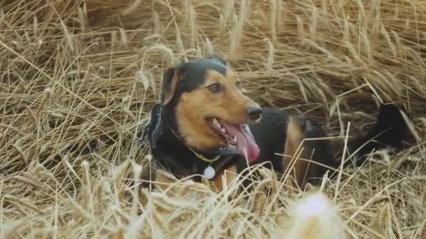 The dog lies in a field of spikelets muzzle breathing with sticking out tongue at golden wheat field on sunset. Domestic animal sitting in tall spikelets at meadow on summer. Close up — Stock Video