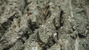 bark of oak tree close-up, texture background, super slow motion.