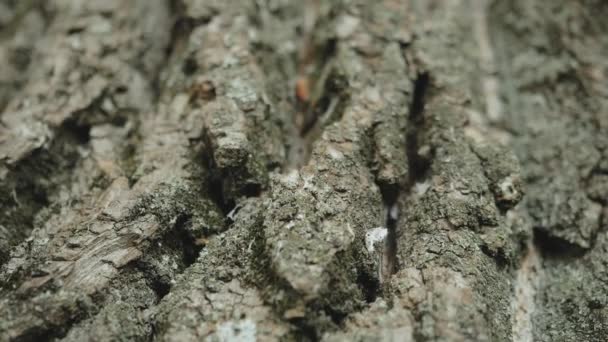Bark of oak tree close-up, texture background, super slow motion. — Stockvideo