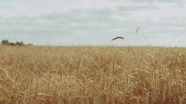 Ripe spikelets of wheat in a field at cloudy day. The Wind Flutters the Ears of Wheat. Backdrop of Ripening Ears of Yellow Wheat Field on the Sunset Cloudy Blue Sky Background. — Stock video
