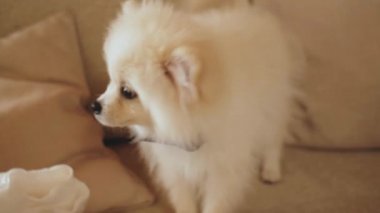 Cute white small German Spitz. Slow motion Dog looking in the camera. Home funny pet. Pomeranian spitz.