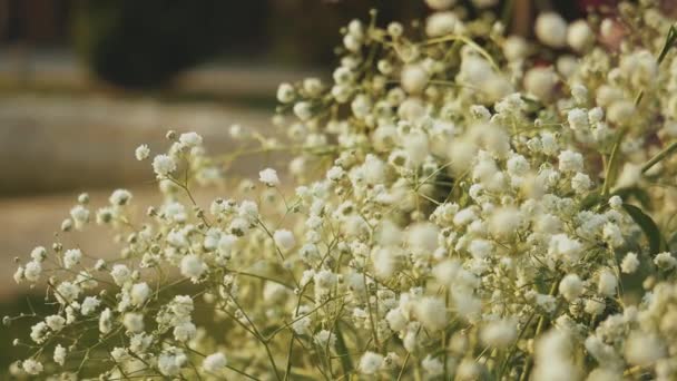 Bouquet of gypsophila paniculata white close-up slow motion. — Vídeo de Stock