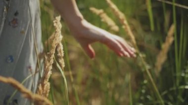 Close up female hand touches ripe golden spikelets of wild grass in field at sunset, handheld shot slow motion.