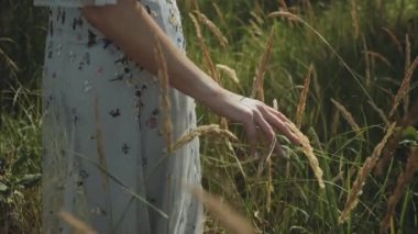 Orta ölçekli kadın eli, gün batımında, el kamerasıyla çekilen, olgun, altın çimen dikenlerine dokunur..