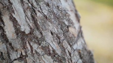 Ormandaki ağaç gövdesinin dokusu. Eski bir meşe ağacı kabuğunun dokusuna yakın. Yüksek kaliteli FullHD görüntüler