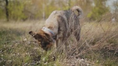 Köpek bahçede bir çukur kazıyor. Melez bir köpeğin yerde çukur kazma hareketi. Yüksek kalite 4k görüntü