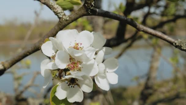 White Apple Flower Buds Branch Slow Motion Close Flowering Bloom — Stock Video
