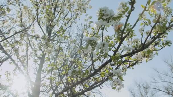 Flores Maçã Primavera Árvores Ramo Maçã Florescer Jardim Movimento Super — Vídeo de Stock