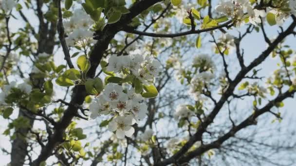 Frühlingsapfelblüten Auf Apfelzweigen Blühen Garten Superzeitlupe Apfelblütenblume Schöne Weiße Blumen — Stockvideo