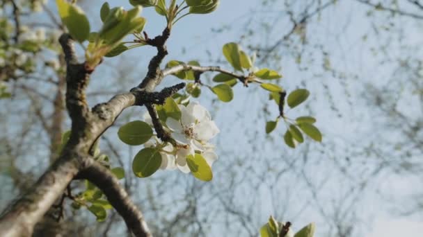 Весняні Квіти Яблук Яблунях Розквітають Саду Супер Повільний Рух Квітка — стокове відео