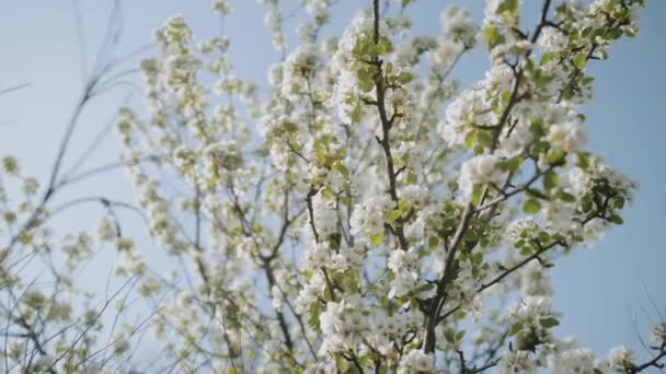 Wiosenne Kwiaty Jabłoni Gałęzi Jabłoni Kwitną Ogrodzie Bardzo Wolno Kwiat — Wideo stockowe