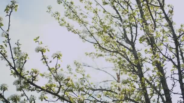 Lente Appelbloemen Appeltakken Bloeien Tuin Appelbloesembloem Mooie Witte Bloemen Hoge — Stockvideo