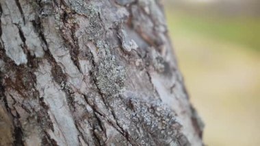 Ormandaki ağaç gövdesinin dokusu. Eski bir meşe ağacı kabuğunun dokusuna yakın. Yüksek kaliteli FullHD görüntüler