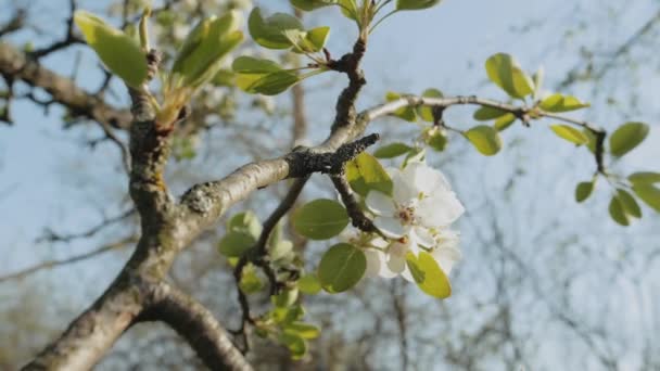 Lente Appel Bloemen Appeltak Bomen Bloeien Tuin Super Slow Motion — Stockvideo