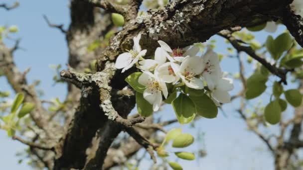 Weiße Apfelblütenknospen Auf Einem Zweig Zeitlupe Nahaufnahme Von Der Blütezeit — Stockvideo