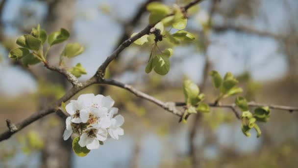 Wiosenne Kwiaty Jabłoni Gałęzi Jabłoni Kwitną Ogrodzie Bardzo Wolno Zbliżenie — Wideo stockowe