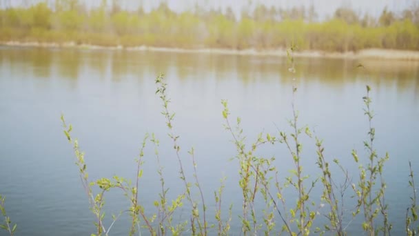 Κλαδιά Πράσινης Ιτιάς Λικνίζονται Στον Άνεμο Κοντά Στο Ποτάμι Μια — Αρχείο Βίντεο