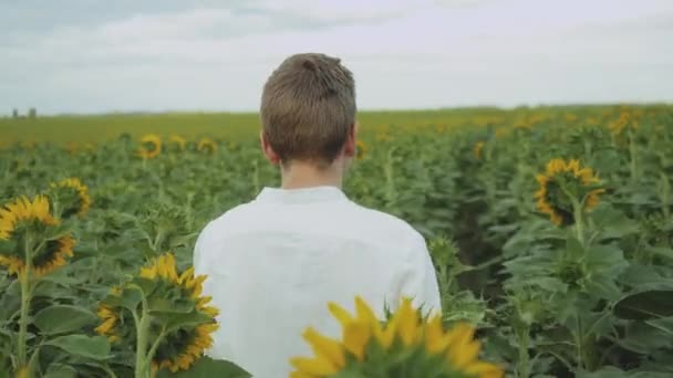 Guy Walks Field Sunflowers Summer Cloudy Weather Portrait Guy Posing — Stockvideo