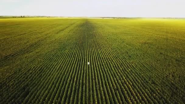 Vuelo Aéreo Sobre Campo Girasoles Chico Camina Campo Girasoles Tiempo — Vídeo de stock