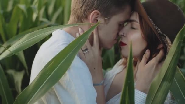 トウモロコシ畑の美しいヒップスターカップル ミディアムショットカップル抱擁とキス農地 白人女性は両腕の中で目を閉じたまま顔をしている 愛とライフスタイルの概念 — ストック動画
