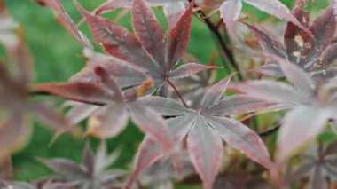 Şehir parkındaki kırmızı renkli çalıların yavaş çekim görüntüleri. Yüksek kaliteli FullHD görüntüler