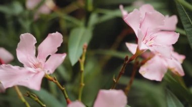 Baharda güzel pembe çiçeklerin yakın çekimi. Yavaş çekim. Bahçede yeşil yapraklı güzel pembe çiçekler. Yüksek kaliteli FullHD görüntüler
