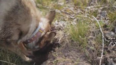 Köpek bahçeye, ormana bir çukur kazıyor. Melez bir köpeğin yerde yavaş çekimde çukur kazma hareketi. Yüksek kalite 4k görüntü