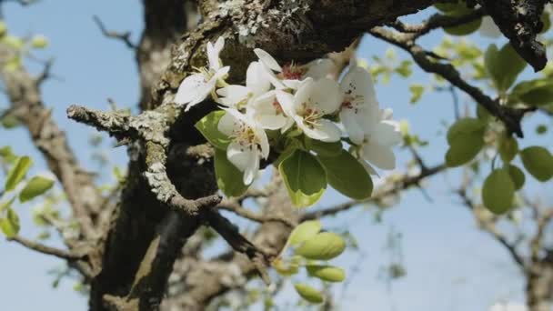White Apple Flower Buds Branch Slow Motion Close Flowering Bloom — Stock Video