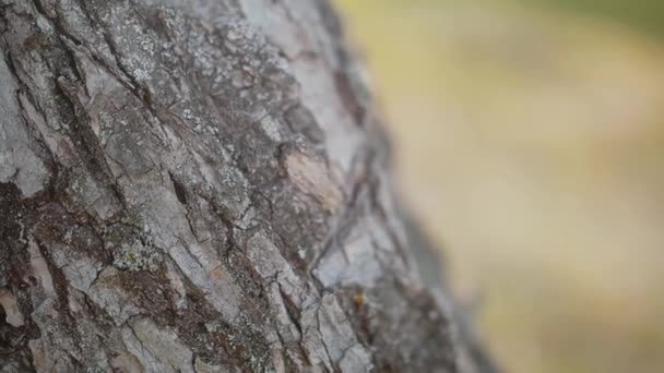 나무줄기에요 참나무 껍질의 질감을 가까이 질높은 Fullhd — 비디오
