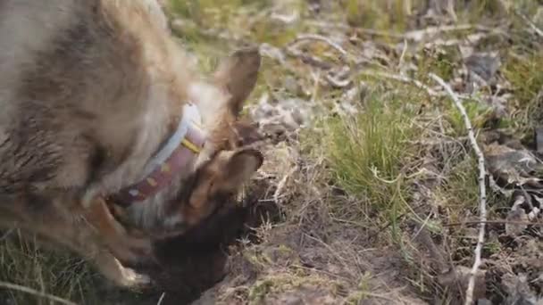 Zbliżenie Pies Kopie Dziurę Ogrodzie Las Ruch Mieszanego Psa Kopiącego — Wideo stockowe