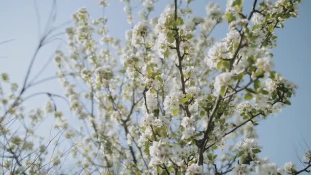 Flores Maçã Primavera Árvores Ramo Maçã Florescem Tiro Movimento Lento — Vídeo de Stock