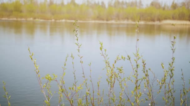 Гілки Зеленої Верби Погойдуються Вітрі Біля Річки Сонячний День Повільним — стокове відео