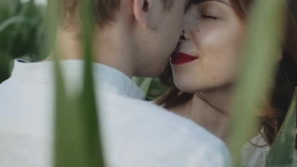 Loving Couple Corn Field Close Couple Hugging Kissing Farmland Caucasian — Wideo stockowe