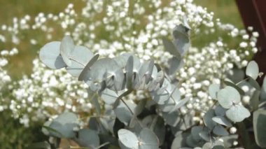 Bouquet of gypsophila paniculata white close-up slow motion. High quality FullHD footage