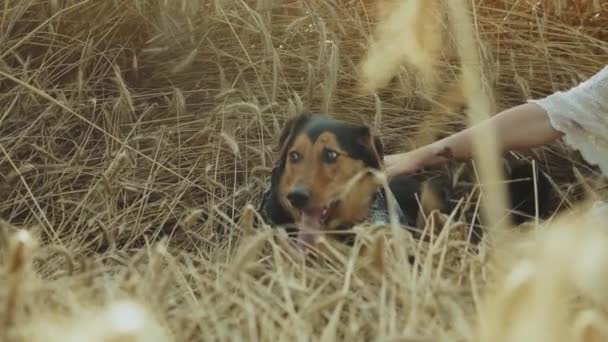 Pareja Amor Hombre Mujer Están Jugando Con Perro Campo Las — Vídeo de stock