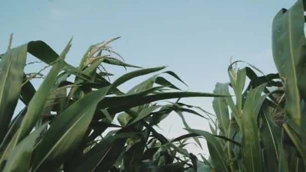 Close Wind Shakes Young Corn Sunny Day Wind Shakes Corn — Stockvideo