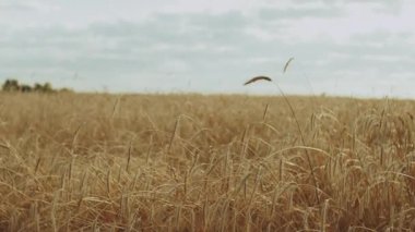 Bulutlu bir günde, bir tarlada olgunlaşmış buğday başakları, ağır çekim. Rüzgâr Kanatçıkları Buğday Kulakları. Günbatımı Bulutlu Mavi Gökyüzü Arkaplanında Olgunlaşmış Sarı Buğday Tarlası Kulakları
