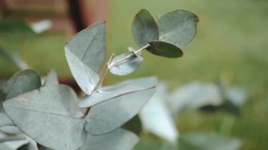 Güzel bir düğün dekoru, pastel renklerle süslenmiş, kamera ağır çekimde hareket ediyor. Düğün süslemelerindeki yaprakların yakın çekimi. Yüksek kaliteli FullHD görüntüler