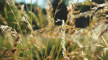 Doğal çayır çimleri rüzgâr esintisiyle yavaşça savruluyordu. Güzel yeşil sallanan çim tarlası rahatlatıcı ve romantik. Rüzgâr esintisi boyunca sallanıyor. Yavaş çekim Yüksek kalite FullHD görüntüler