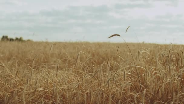 Reife Weizenähren Auf Einem Feld Bewölkten Tagen Zeitlupe Der Wind — Stockvideo