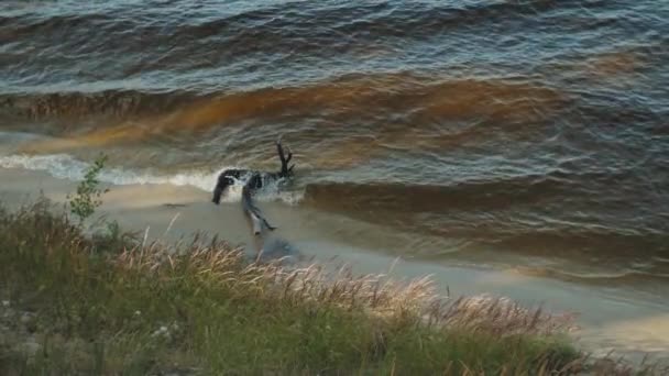 大きな川の海岸 スローモーションショット 閉じる波の砂の海岸を洗う 自然を背景に ウクライナの自然 — ストック動画