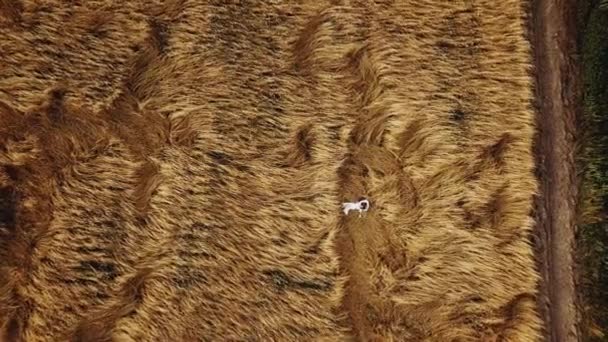 Una Coppia Innamorata Trova Campo Spikelets Vista Aerea Scatto Cinematografico — Video Stock